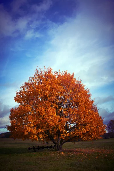 Albero Autunnale Nella Zona Rurale — Foto Stock