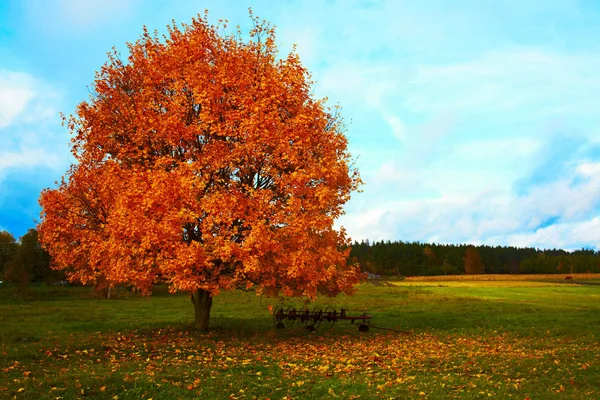Árbol Otoño Junto Una Vieja Herramienta Agrícola Noreste Polonia Imagen De Stock