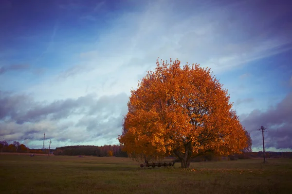 Árvore Outono Zona Rural Fotografias De Stock Royalty-Free