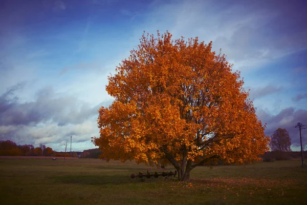 Kırsal Alanda Sonbahar Ağacı Stok Resim