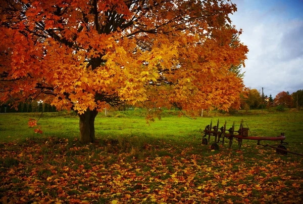 Árbol Otoño Junto Una Vieja Herramienta Agrícola Noreste Polonia Imagen De Stock