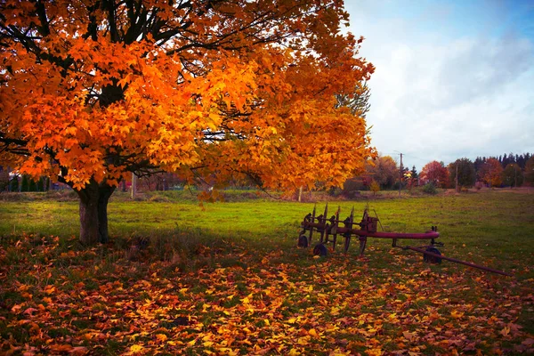 Herfst Boom Naast Een Oude Hulpmiddel Van Landbouw Noord Oost Stockfoto