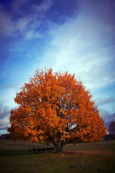 Kırsal Alanda Sonbahar Ağacı Telifsiz Stok Fotoğraflar