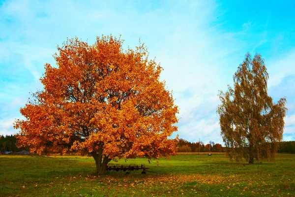 Hösten Träd Landsbygden Royaltyfria Stockbilder