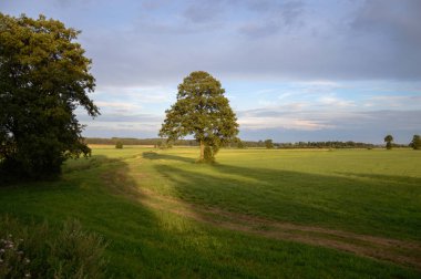 Mavi gökyüzü, doğa serisi ile renk arka plan üzerinde eski büyük ağaç