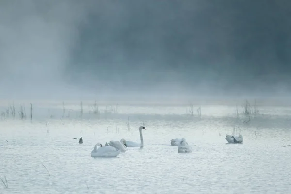 Cygne Sur Lac Bleu Dans Journée Ensoleillée Cygnes Sur Étang — Photo