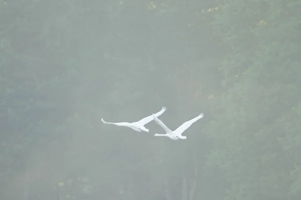 Cisne Lago Azul Dia Ensolarado Cisnes Lagoa Série Natureza — Fotografia de Stock