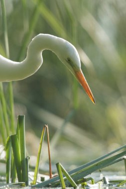 Doğal ortamdaki vahşi kuş, doğa serisi.