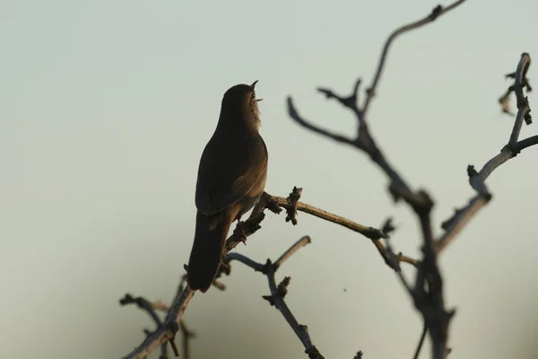 Oiseau Dans Nature Série Nature — Photo