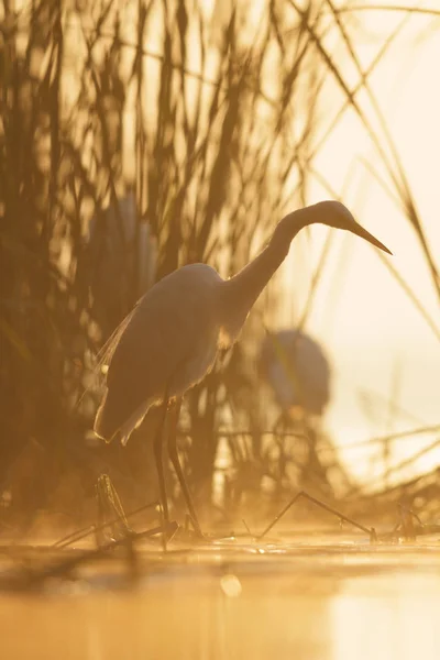 Ave Selvagem Habitat Natural Série Natureza — Fotografia de Stock