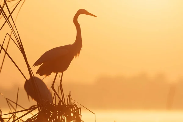 Vilda Fåglar Naturliga Livsmiljöer Naturserier — Stockfoto