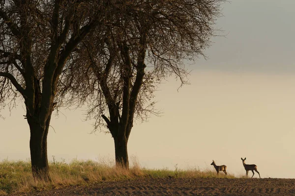 Ciervos Sobre Fondo Del Bosque Día Soleado Serie Naturaleza — Foto de Stock