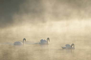 Güneşli bir günde mavi gölde kuğu gölette kuğu, doğa serisi.