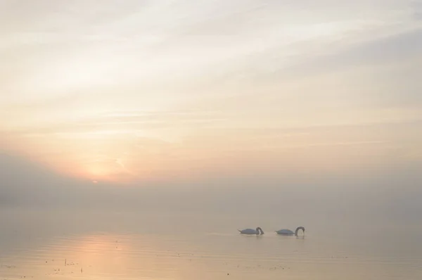 Cigno Sul Lago Azzurro Nella Giornata Sole Cigni Sul Laghetto — Foto Stock