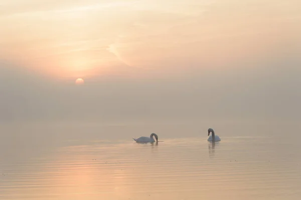 Cigno Sul Lago Azzurro Nella Giornata Sole Cigni Sul Laghetto — Foto Stock