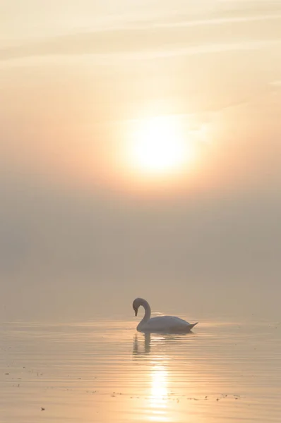 Cigno Sul Lago Azzurro Nella Giornata Sole Cigni Sul Laghetto — Foto Stock