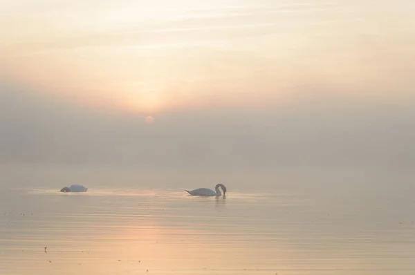 Güneşli Bir Günde Mavi Gölde Kuğu Gölette Kuğu Doğa Serisi — Stok fotoğraf