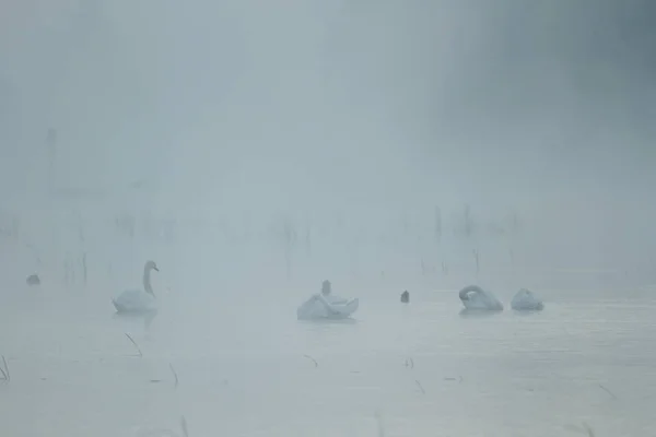 Cygne Sur Lac Bleu Dans Journée Ensoleillée Cygnes Sur Étang — Photo