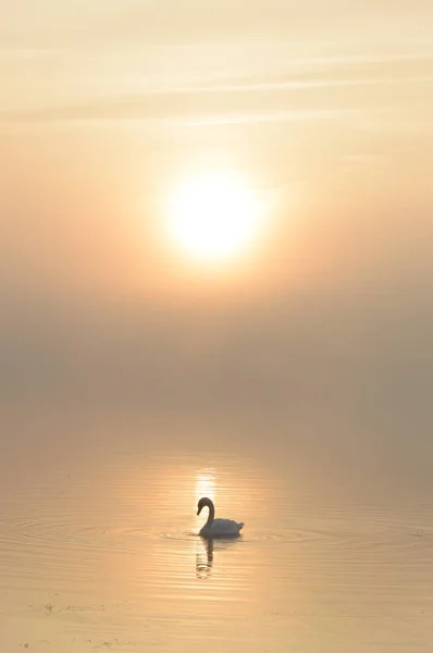 Cigno Sul Lago Azzurro Nella Giornata Sole Cigni Sul Laghetto — Foto Stock