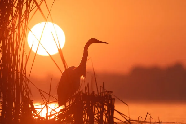 Vilda Fåglar Naturliga Livsmiljöer Naturserier — Stockfoto