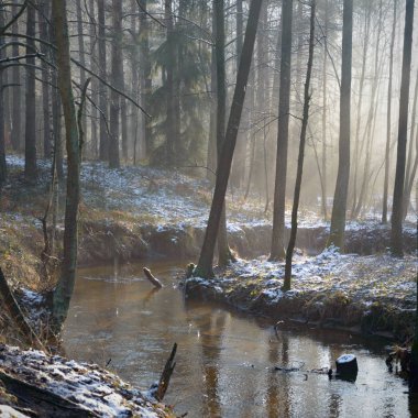 Orman