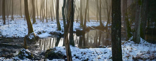 Forest — Stock Photo, Image