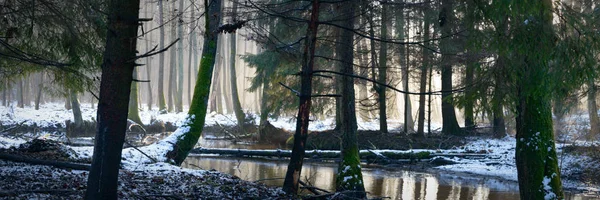 Les — Stock fotografie