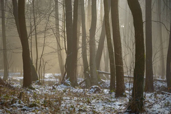 Foresta — Foto Stock