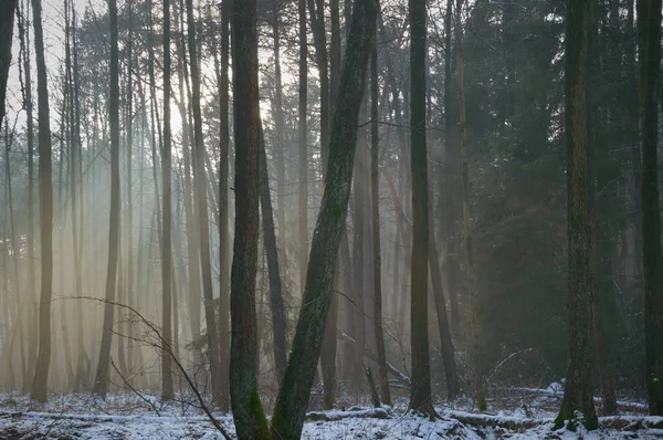 Foresta — Foto Stock