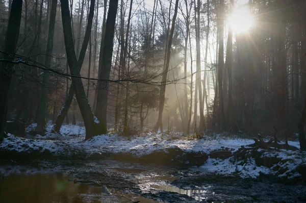 Foresta — Foto Stock