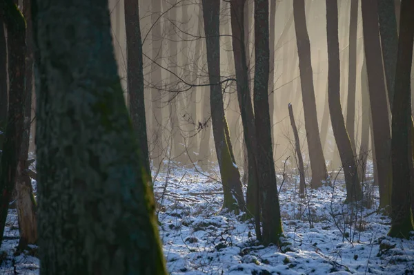 Forest — Stock Photo, Image