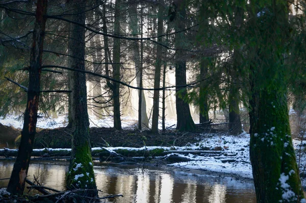 Wald — Stockfoto