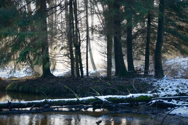 Wald — Stockfoto