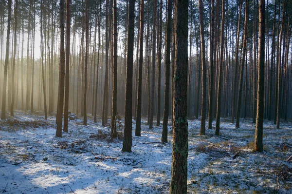 Foresta — Foto Stock