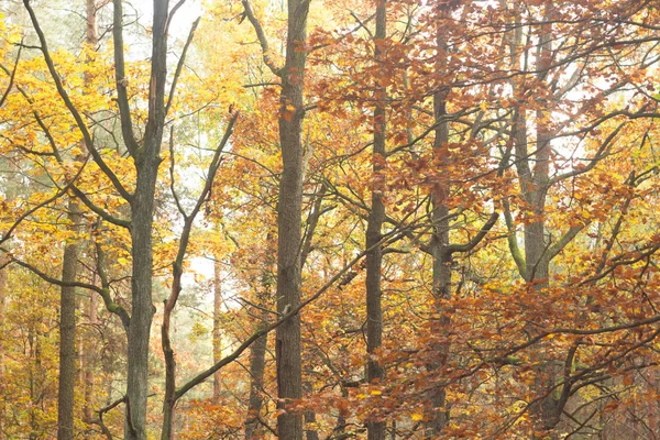 Floresta — Fotografia de Stock