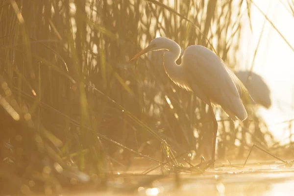 鳥 — ストック写真