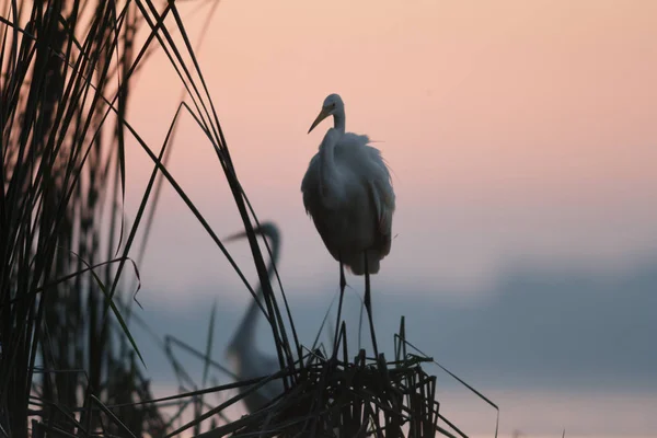 Fågel — Stockfoto