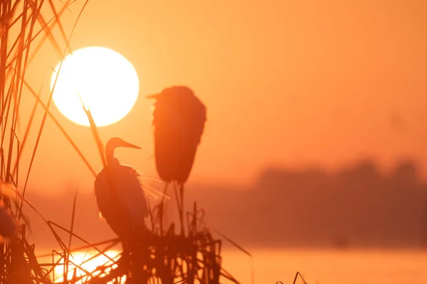 Fågel — Stockfoto