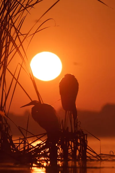 Fågel — Stockfoto