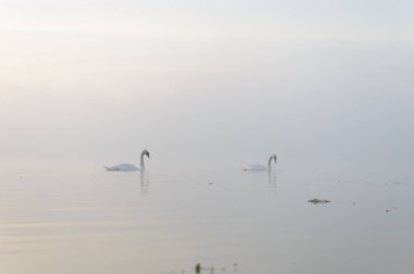 Kuğu.