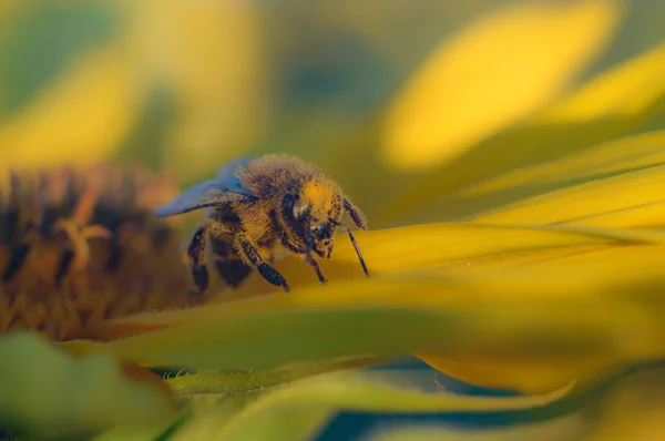 Fiori — Foto Stock