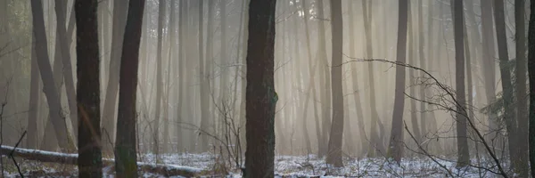 Skog — Stockfoto