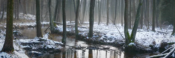 Wald — Stockfoto