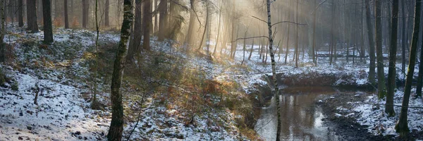 Wald — Stockfoto