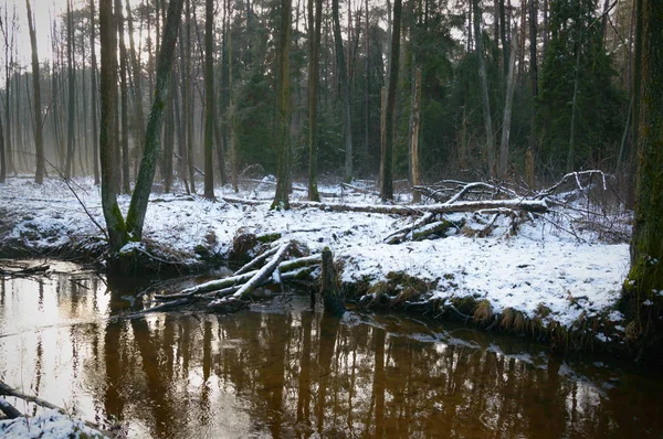 Wald — Stockfoto