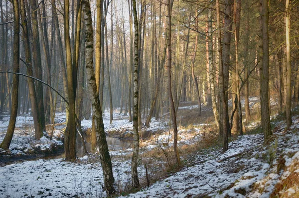 Orman — Stok fotoğraf