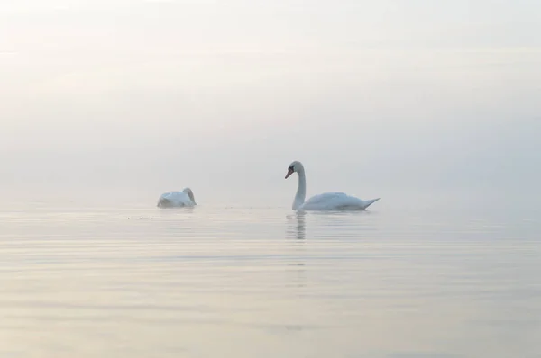 Lago — Foto Stock