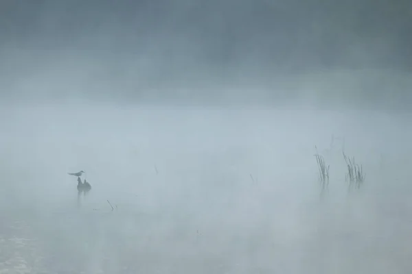 河流 — 图库照片