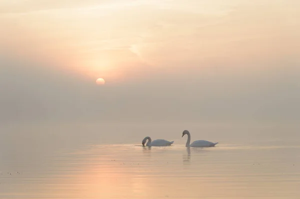 Cigno — Foto Stock