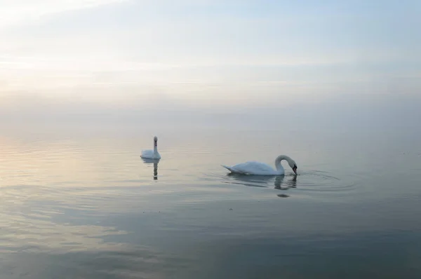 Cisne — Fotografia de Stock